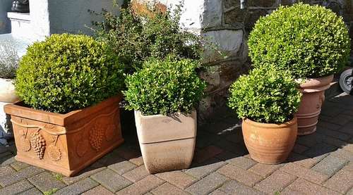 boules de buis en pot